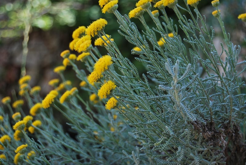 Mediterranean Infusions